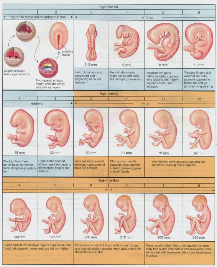 an image of the stages of human fetuses and their functions in life cycle