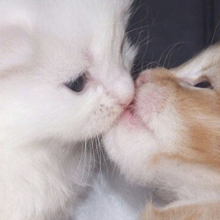 two kittens kissing each other with their noses close together