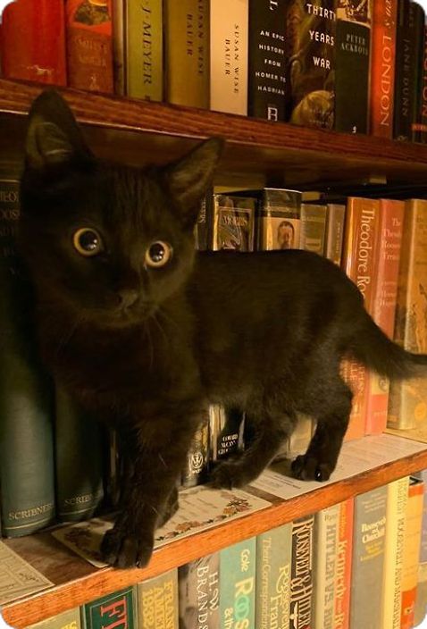 a black kitten standing on top of a bookshelf next to many books and looking at the camera