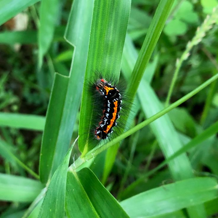 an orange and black caterpillar sitting on top of green grass