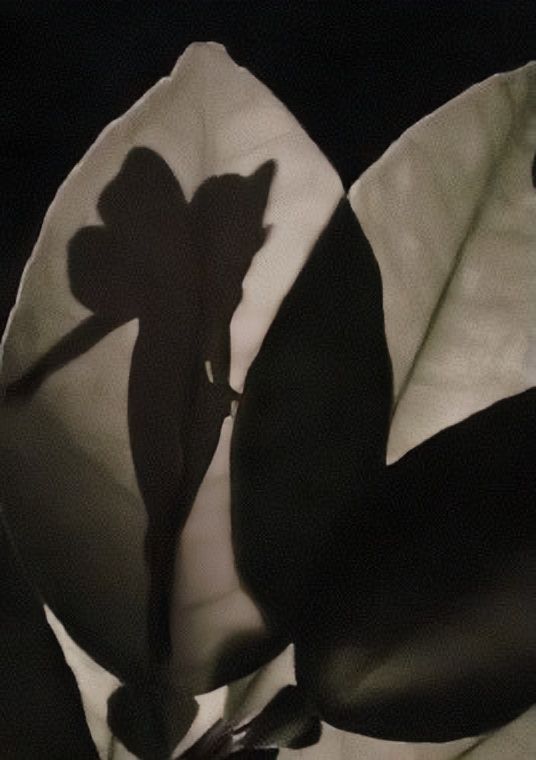 the shadow of a flower on a white and black background is seen in this image