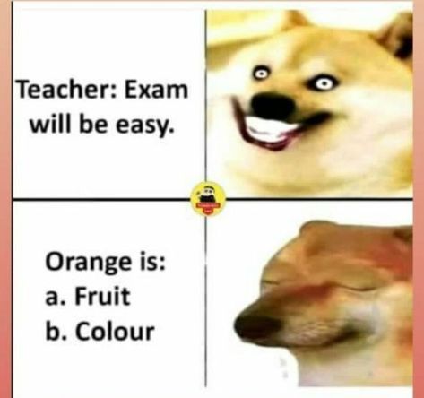 an orange is a fruit b color teacher exam will be easy with this dog's face