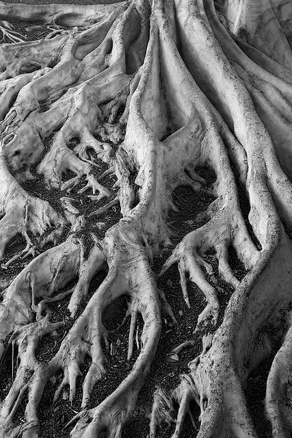 black and white photograph of tree roots