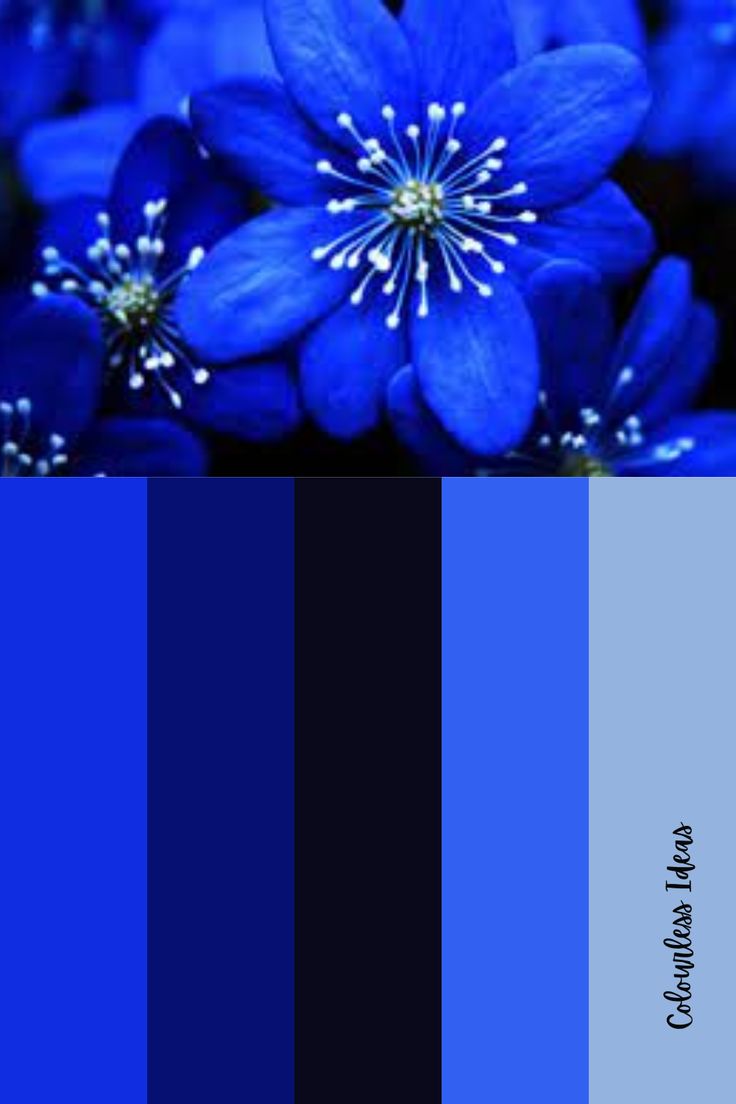 blue flowers with white stamens are featured in the color scheme for this image