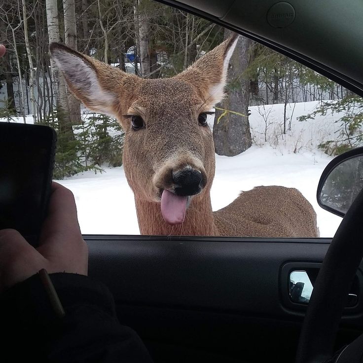 a deer sticking its tongue out the window of a car while someone takes a photo