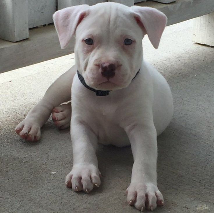 a white puppy is sitting on the floor