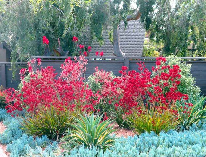 a garden with red flowers and green plants