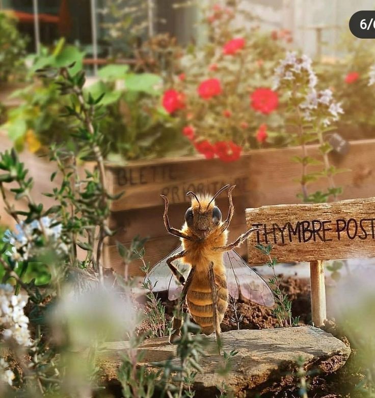 a bee sitting on top of a wooden sign in front of some plants and flowers