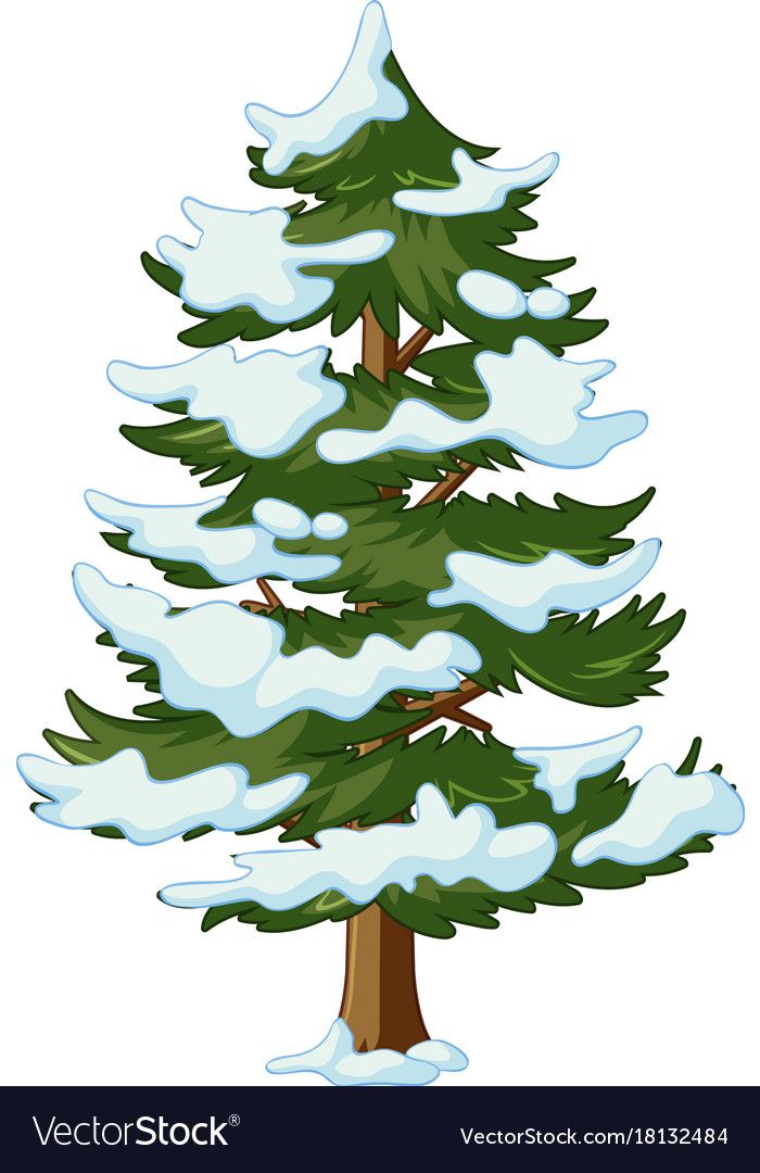 a pine tree covered in snow on a white background