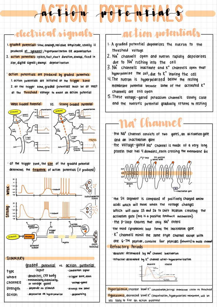 Aesthetic notes made on an iPad Pro for physiology class Ipad Revision Notes, Stats Notes Aesthetic, Good Notes Layout Ideas, Research Notes Aesthetic, Aesthetic Notes Good Notes, Cute Ipad Note Ideas, Pretty Goodnotes Notes, Notes In Goodnotes, Notes Aesthetic On Ipad