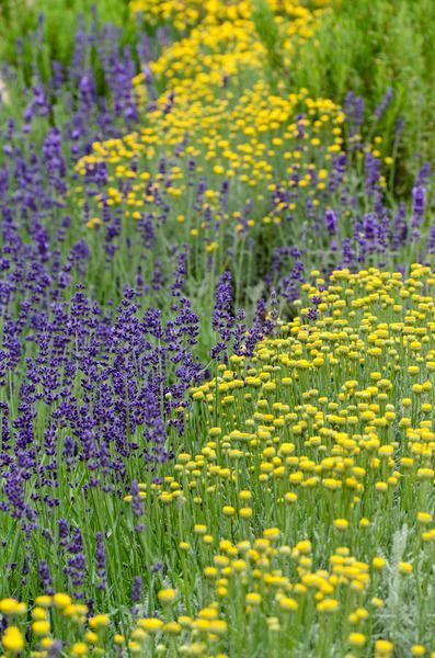 many different types of wildflowers in a field