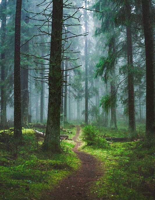 a path in the middle of a forest with lots of trees