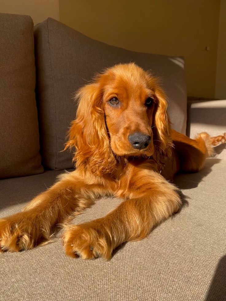 a brown dog laying on top of a couch