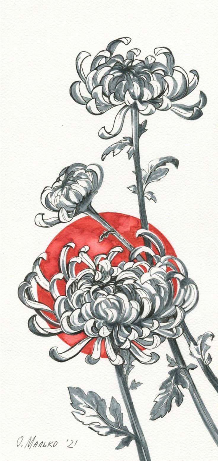 Chrysanthemum on the background of the Rising Sun / Original graphic picture. Japanese style. Floral wall art. Office design. Hand drawing picture. Autumn flower (2021) Drawing by Olha Malko Japanese Chrysanthemum Drawing, Rising Sun Drawing, Japanese Flowers Drawing, Japanese Flowers Tattoo, Art Office Design, Chrysanthemum Drawing, Picture Autumn, Japanese Floral Design, Plants Graphic