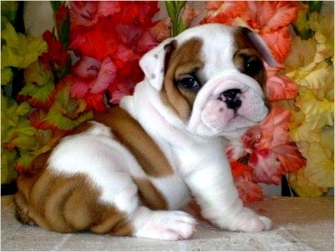 a small brown and white dog laying on top of a table next to colorful flowers