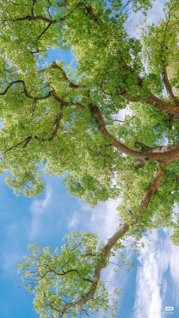 looking up at the canopy of a large tree with green leaves on it's branches