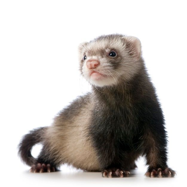 a ferret sitting on the ground looking at the camera