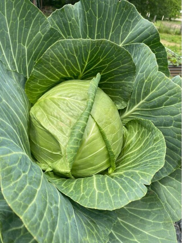 a large green leafy plant with lots of leaves on it's head in the garden