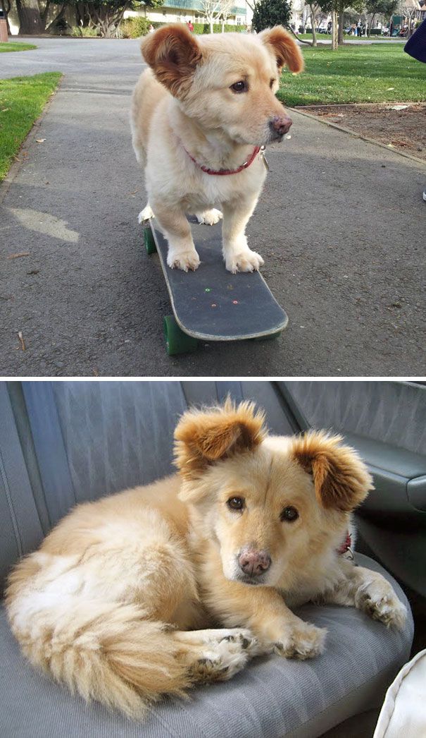 two pictures of a dog on a skateboard