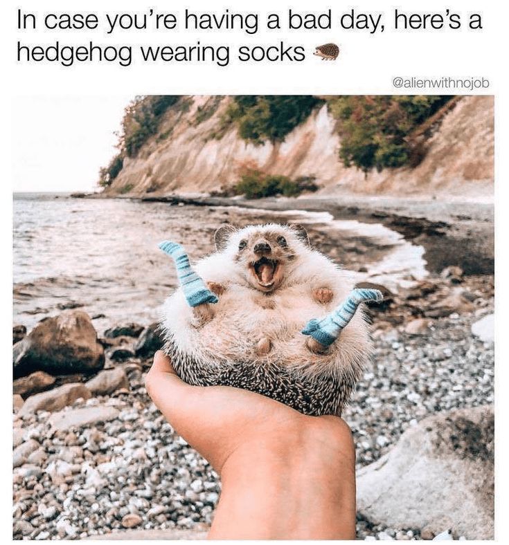 someone is holding a hedgehog in their hand and the caption reads, i'm case you're having a bad day, here's a hedgehog wearing socks