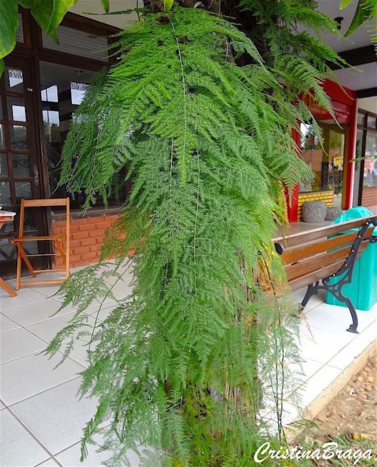 a bench sitting in front of a green plant