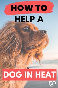 a dog with the words how to help a dog in heat