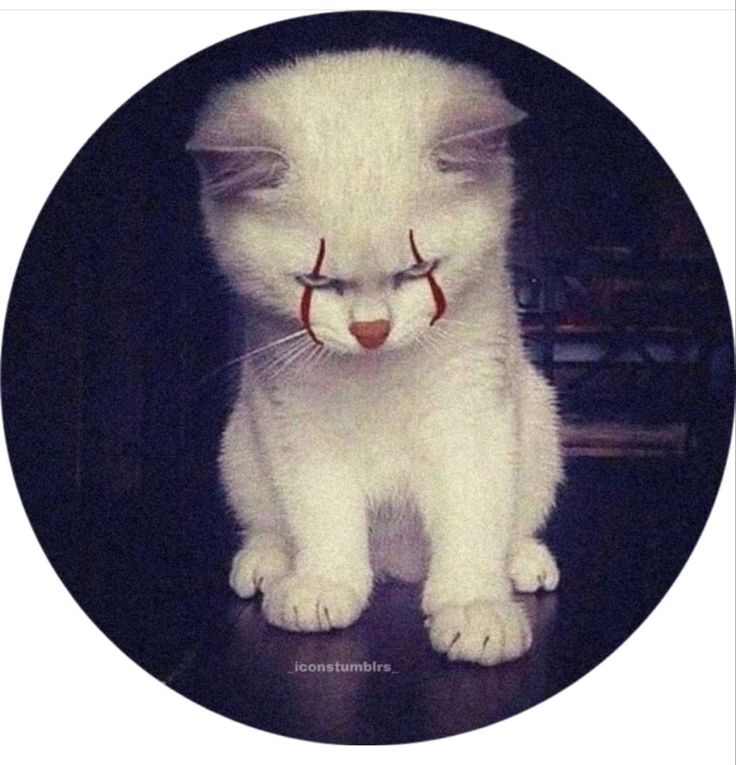 a white cat with its eyes closed sitting in front of a black background and looking at the camera