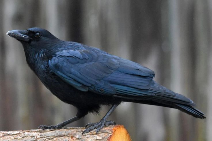 a black bird sitting on top of a piece of wood