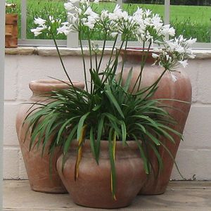 a large potted plant sitting on top of a wooden table next to a window