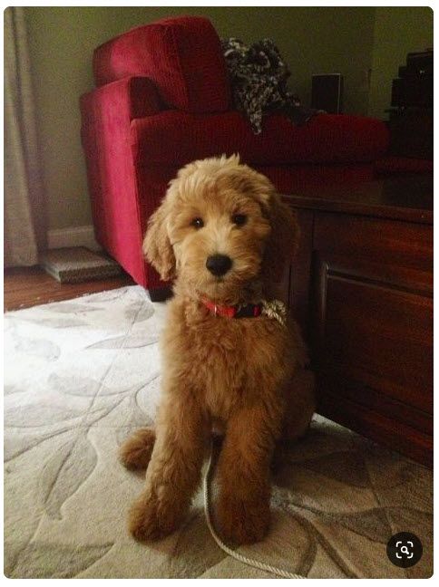 a small brown dog sitting on top of a white rug next to a red chair