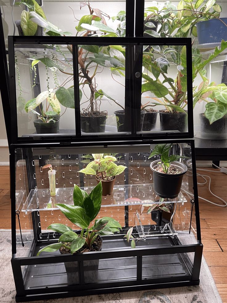 several houseplants and plants are displayed in glass cases