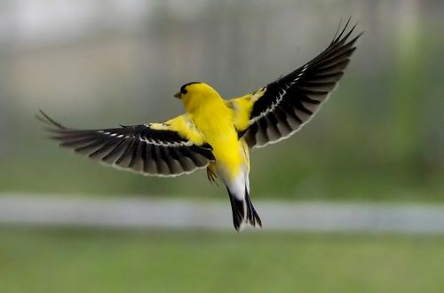 a yellow and black bird is flying in the air