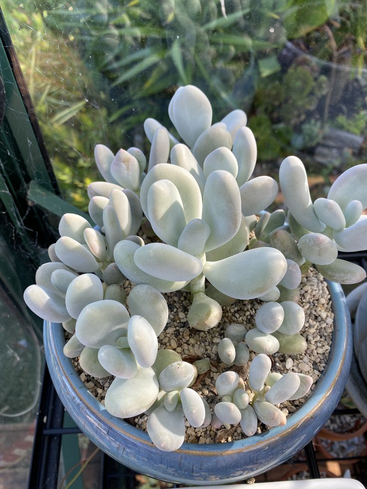 there is a potted plant with white flowers in the window sill next to other plants