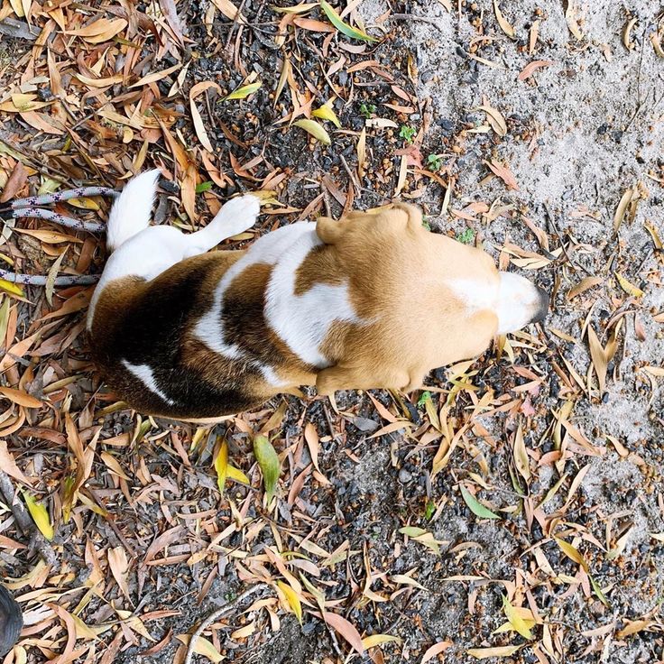 a brown and white dog laying on top of dry grass