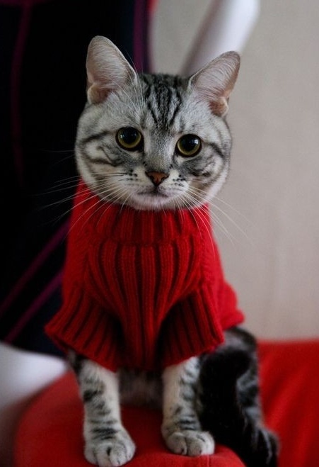 a cat wearing a sweater sitting on top of a red chair