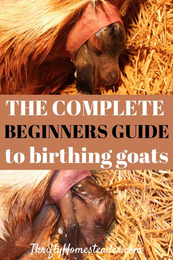 the complete beginner's guide to birth goats