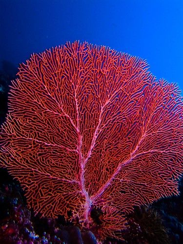 a red coral on the ocean floor with blue sky in the backgrounnd