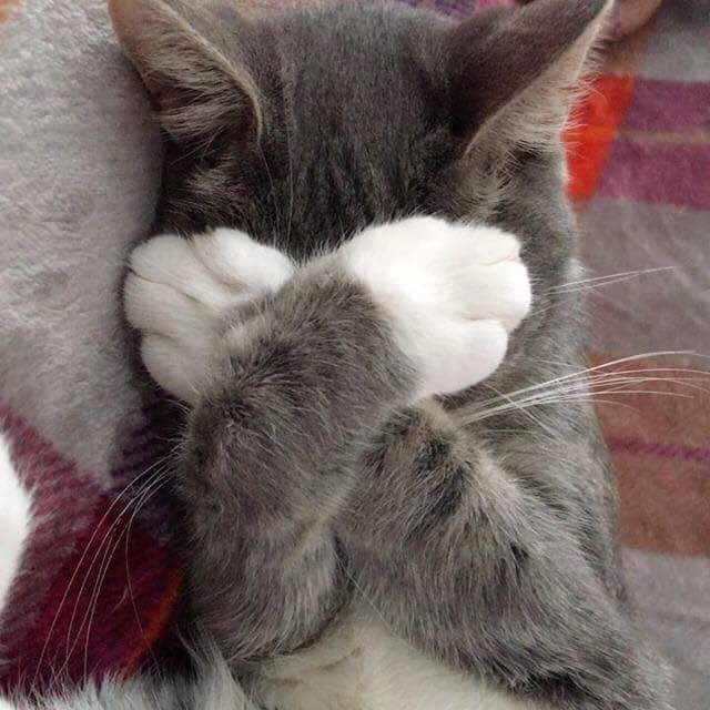 a gray and white cat laying on top of a blanket with its paw in the air