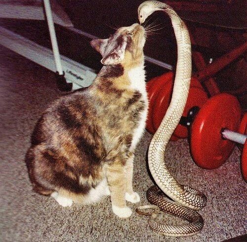 a cat sitting on the floor next to a snake in front of a gym equipment