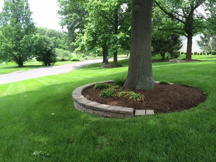 a tree in the middle of a grassy area