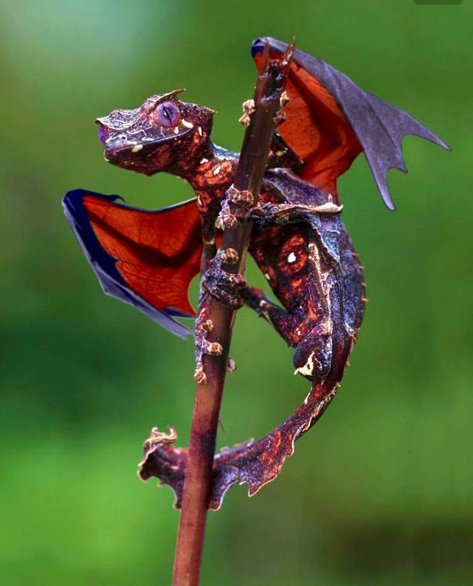 a close up of a small lizard on a branch