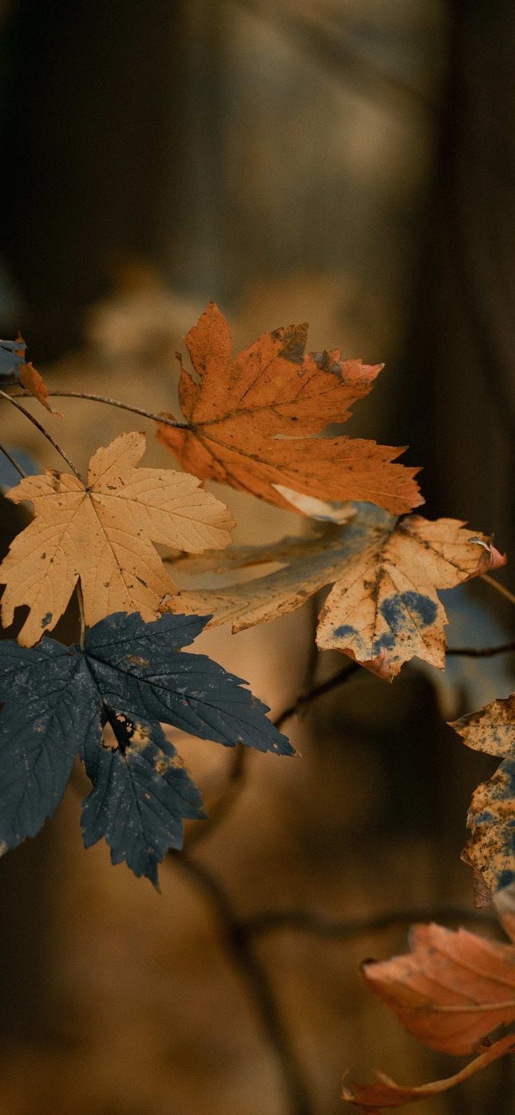 some leaves that are on a tree branch