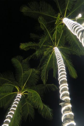 two palm trees with the text rope lighting ideas for outdoorss