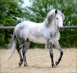 a white and grey horse running in an enclosure