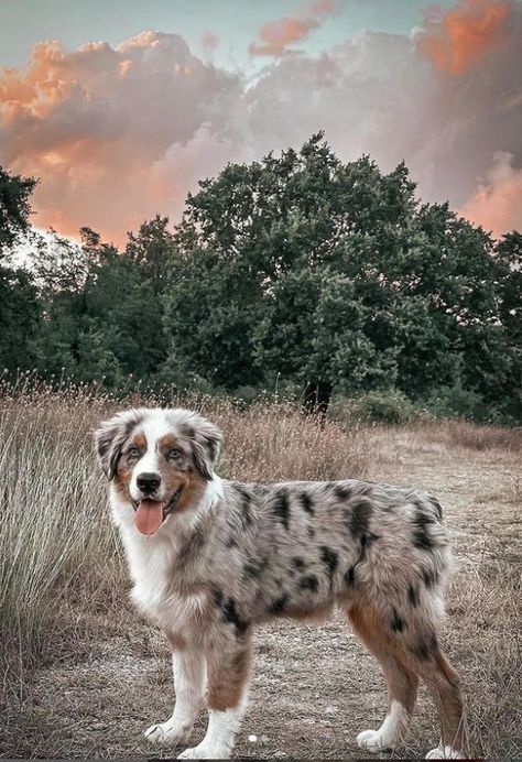 a dog standing in the middle of a field with trees and grass behind it on a cloudy day