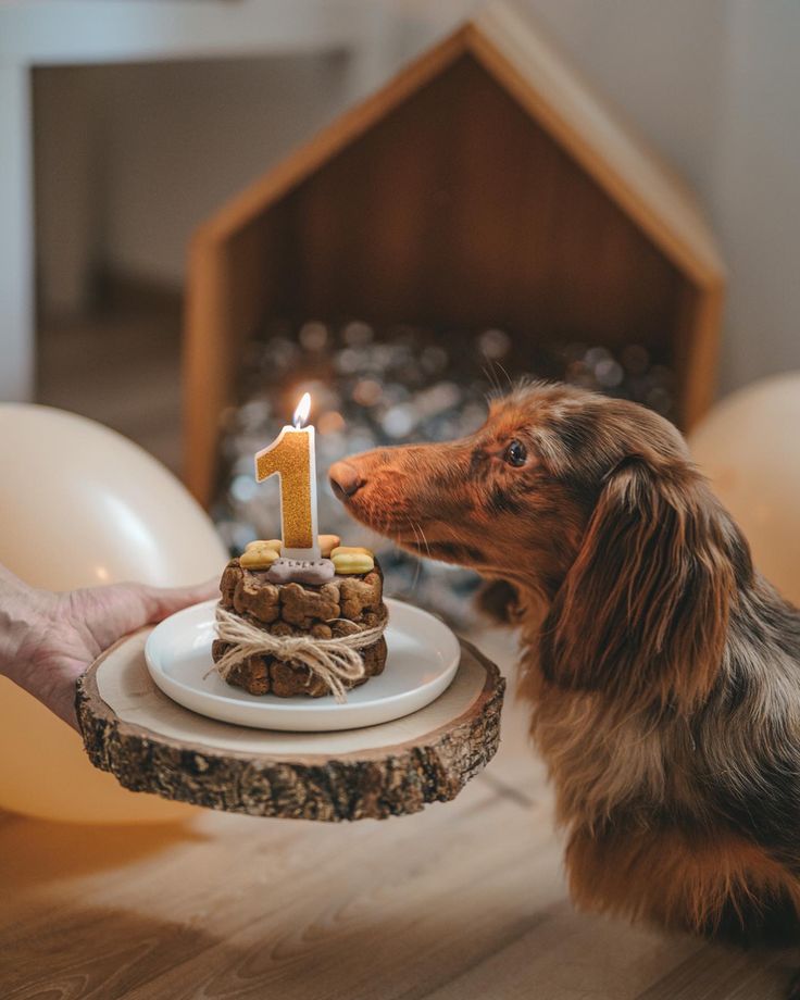 a dachshund dog is looking at a birthday cake with one candle on it