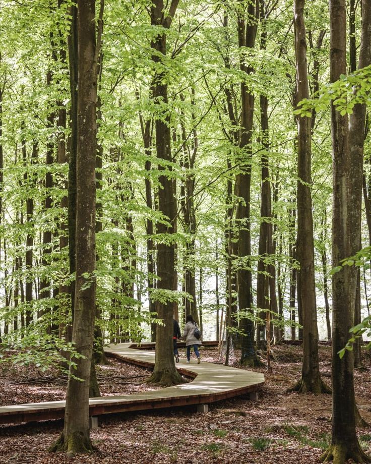 two people walking across a wooden walkway in the middle of a forest with lots of trees