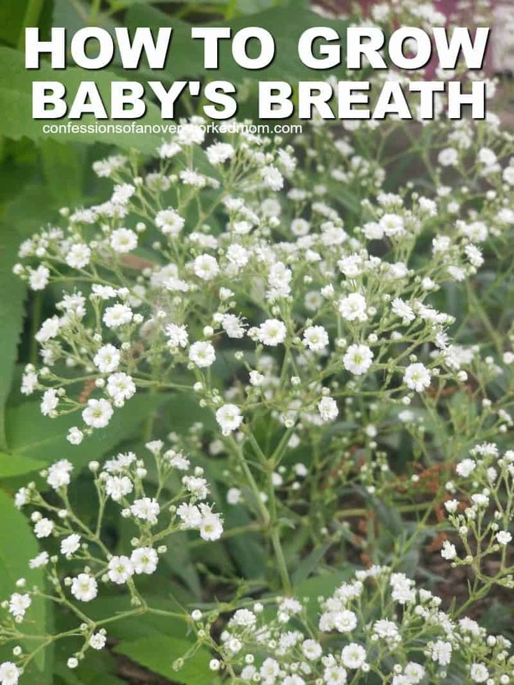 baby's breath flowers growing in the garden with text overlay how to grow baby's breath