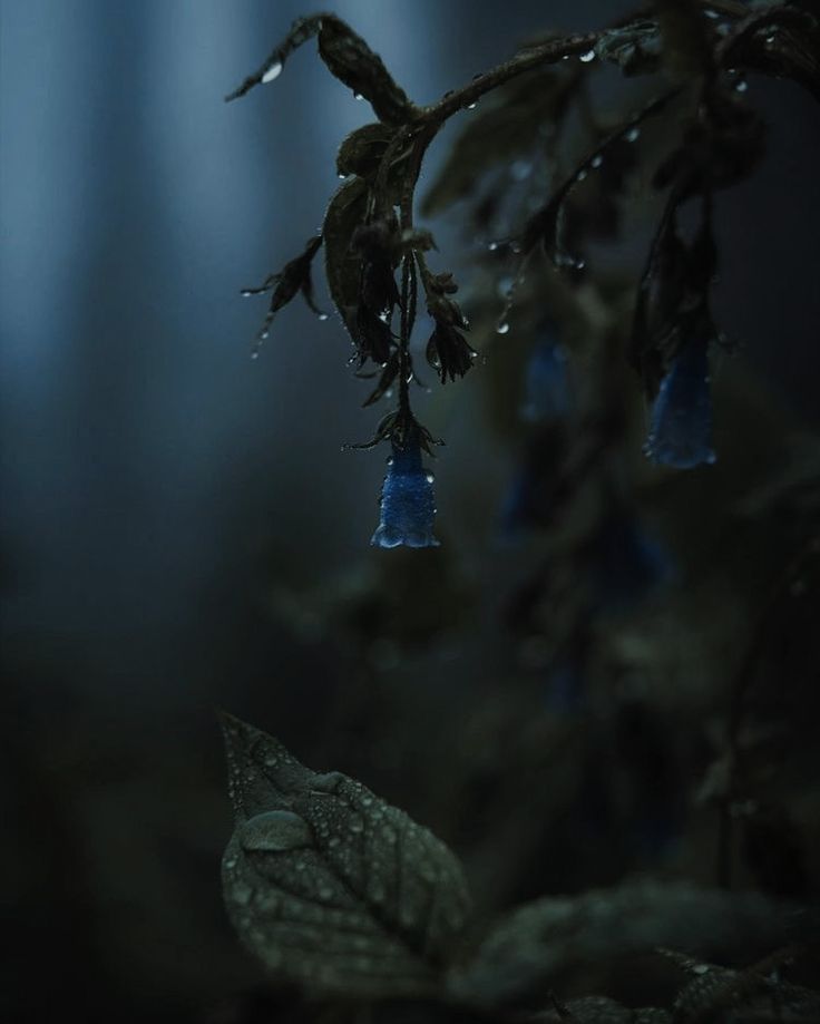 raindrops hanging from a tree branch in the forest