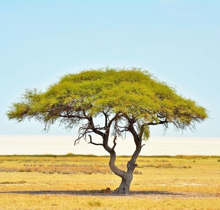 a lone tree in the middle of an open field